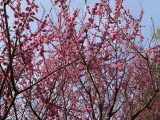 月ヶ瀬の梅まつり