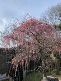 月ヶ瀬の梅まつり