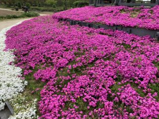 和泉リサイクル環境公園