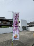 信達宿の野田藤