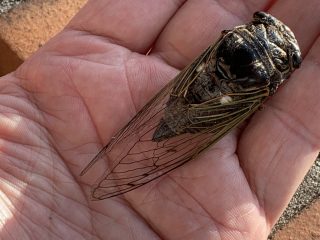 そろそろ夏も終わりですかね