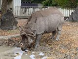 東山動植物園　～ 名古屋 その 7 ～