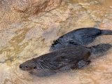 東山動植物園　～ 名古屋 その 7 ～