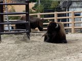 東山動植物園　～ 名古屋 その 7 ～