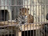 東山動植物園　～ 名古屋 その 7 ～