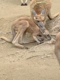 東山動植物園　～ 名古屋 その 7 ～