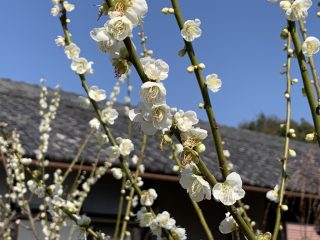 金熊寺梅林