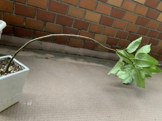 やる気のない例の木