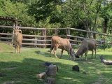 天王寺動物園
