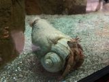 京都大学白浜水族館 ~白浜温泉へ その 3 ~