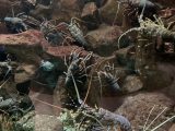 京都大学白浜水族館 ~白浜温泉へ その 3 ~