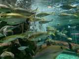 京都大学白浜水族館 ~白浜温泉へ その 3 ~