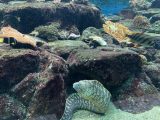 京都大学白浜水族館 ~白浜温泉へ その 3 ~