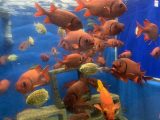 京都大学白浜水族館 ~白浜温泉へ その 3 ~