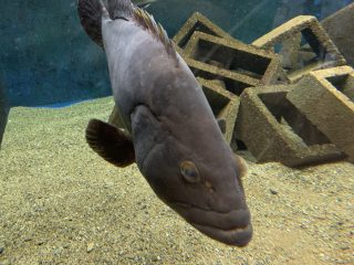 京都大学白浜水族館 ~白浜温泉へ その 3 ~