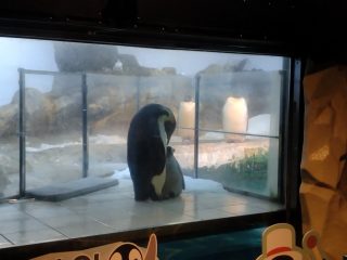 アドベンチャーワールド ~白浜温泉へ その 6 ~