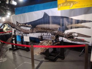 アドベンチャーワールド ~白浜温泉へ その 6 ~