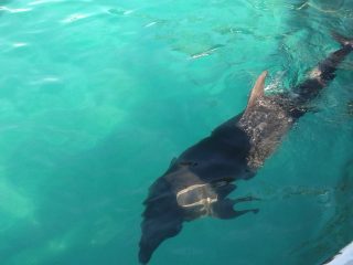 アドベンチャーワールド ~白浜温泉へ その 6 ~