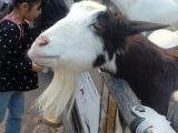 アドベンチャーワールド ~白浜温泉へ その 6 ~