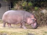 アドベンチャーワールド ~白浜温泉へ その 6 ~