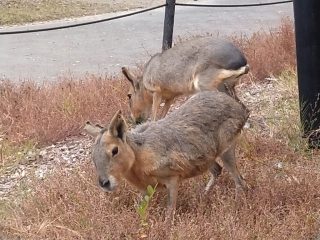 続・アドベンチャーワールド ~白浜温泉へ その 7 ~