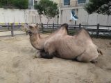 続・アドベンチャーワールド ~白浜温泉へ その 7 ~