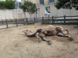 続・アドベンチャーワールド ~白浜温泉へ その 7 ~