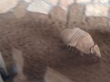 続・アドベンチャーワールド ~白浜温泉へ その 7 ~