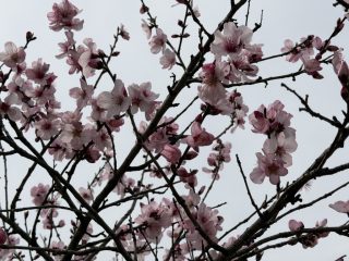 アフター花博？