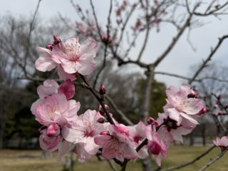 アフター花博？