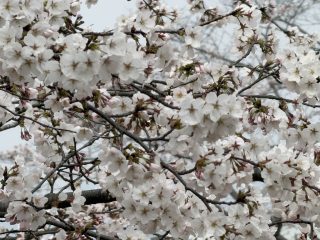 行くぜ!アフター万博! ~鳥取横断 その 1 ~