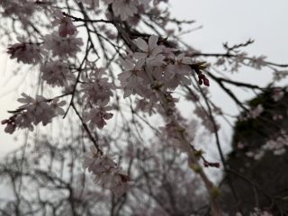 湖山池　～鳥取横断 その 10 ～