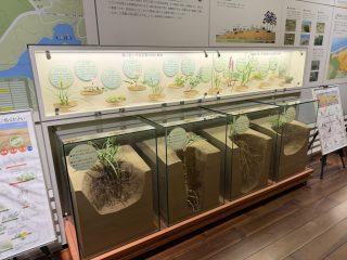 やっぱり鳥取砂丘 ~鳥取横断 その 12 ~
