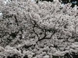 桜詰め合わせ