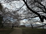 桜詰め合わせ