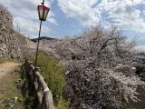桜詰め合わせ