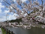 桜詰め合わせ
