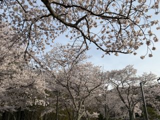 あわくらんど　～鳥取横断 その 15 ～