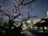 桜詰め合わせ