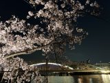 桜詰め合わせ