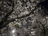 桜詰め合わせ