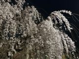 桜詰め合わせ