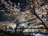 桜詰め合わせ