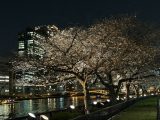 桜詰め合わせ