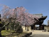 桜詰め合わせ