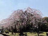 桜詰め合わせ