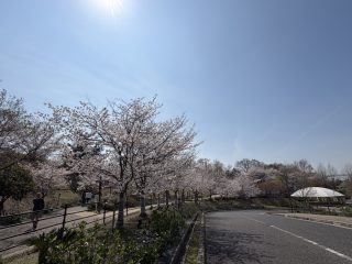 桜詰め合わせ