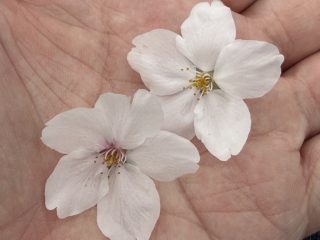 南天満公園でお花見