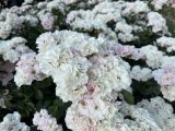 靭公園の薔薇園