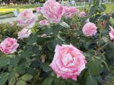 靭公園の薔薇園